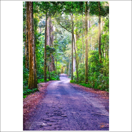 O’Reilly’s Rainforest Gold Coast Hinterland Simon Wilson Photography
